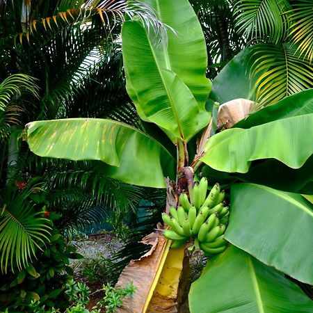 Vila Nid Kreyol Sainte-Anne  Exteriér fotografie